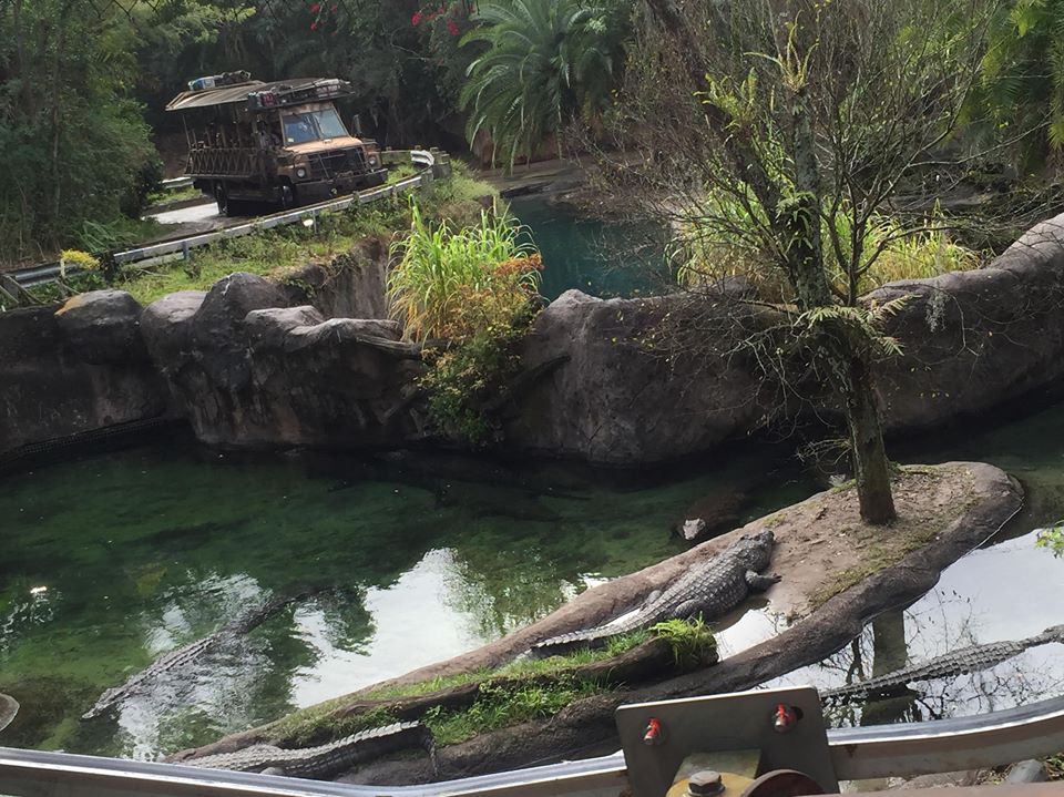 Wild Africa Trek- Nile Crocodile