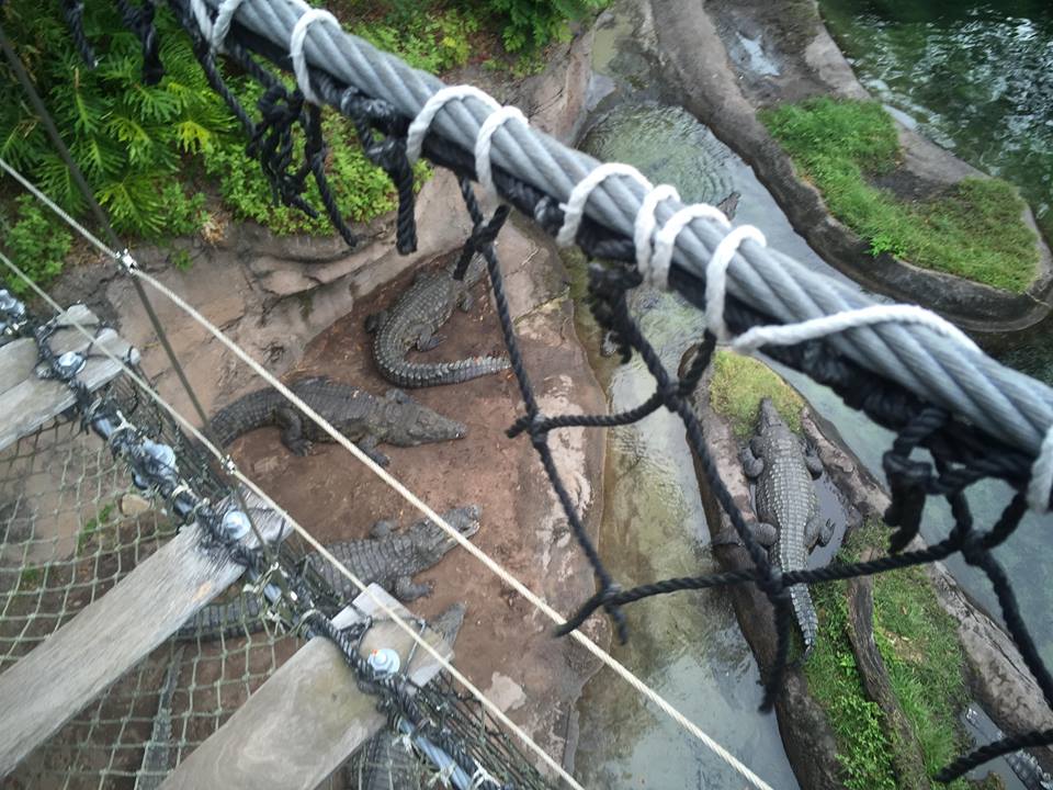 Wild Africa Trek- Nile Crocodile