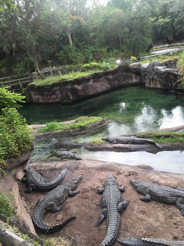 Wild Africa Trek- Nile Crocodile