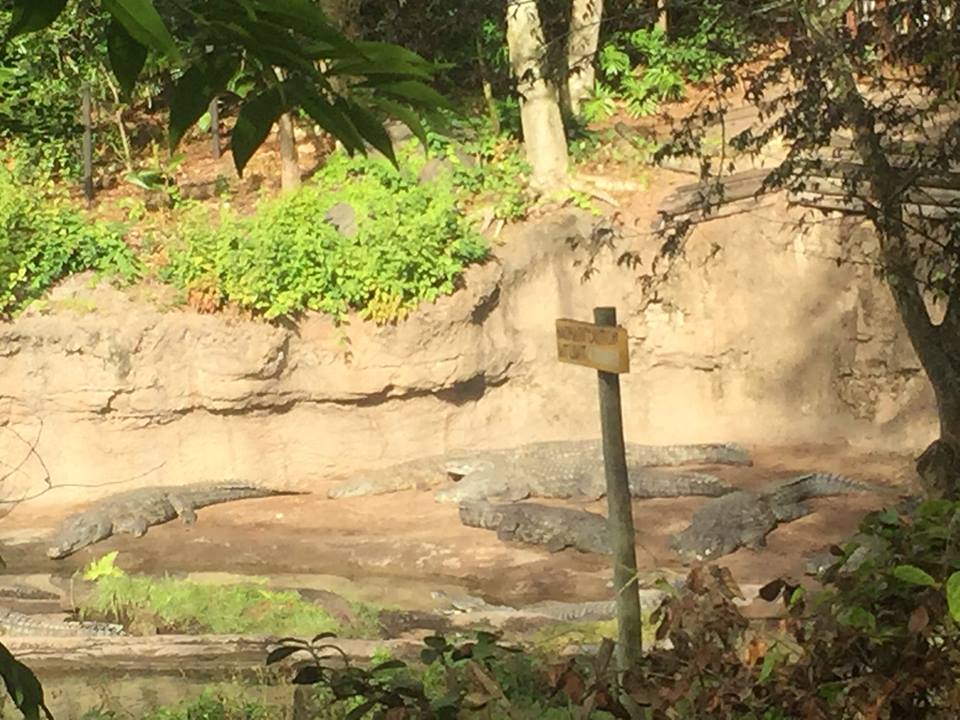 Wild Africa Trek- Nile Crocodile