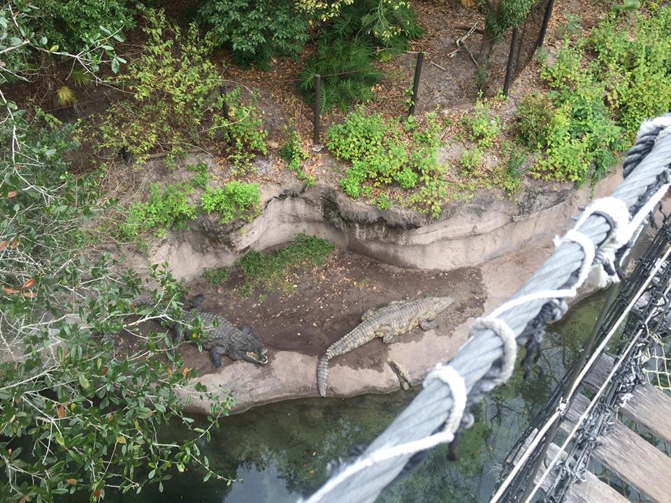 Wild Africa Trek- Nile Crocodile