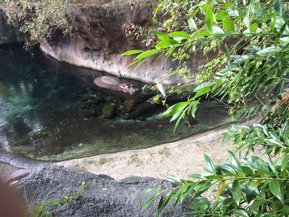 Wild Africa Trek- Nile Hippopotamus