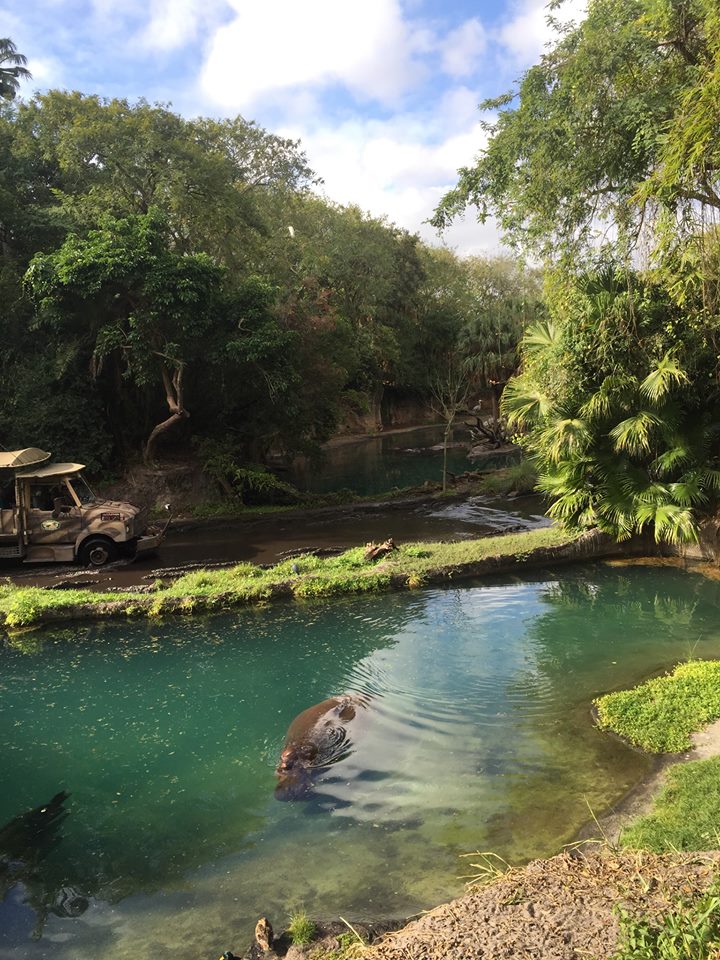 Wild Africa Trek- Nile Hippopotamus