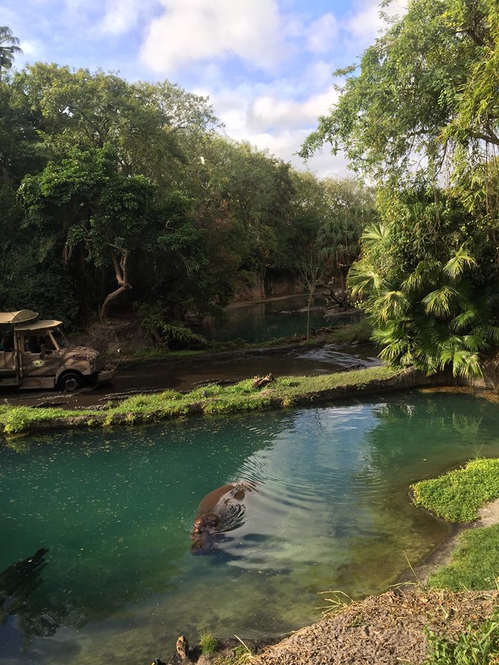 Wild Africa Trek- Nile Hippopotamus