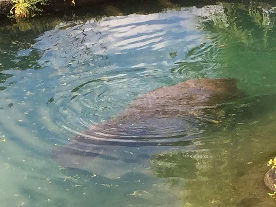 Wild Africa Trek- Nile Hippopotamus