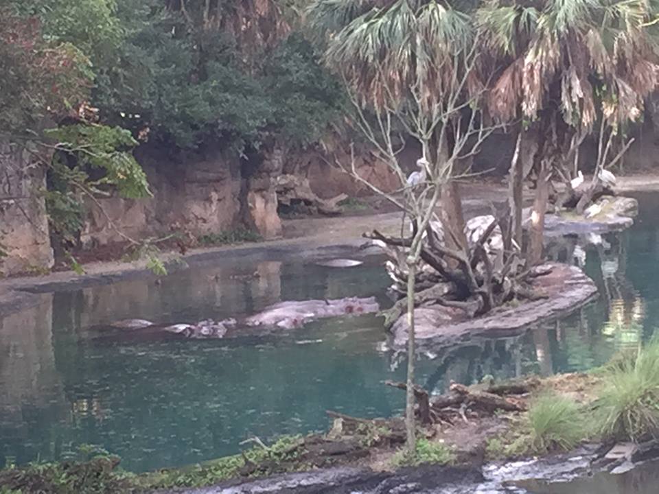 Wild Africa Trek- Nile Hippopotamus