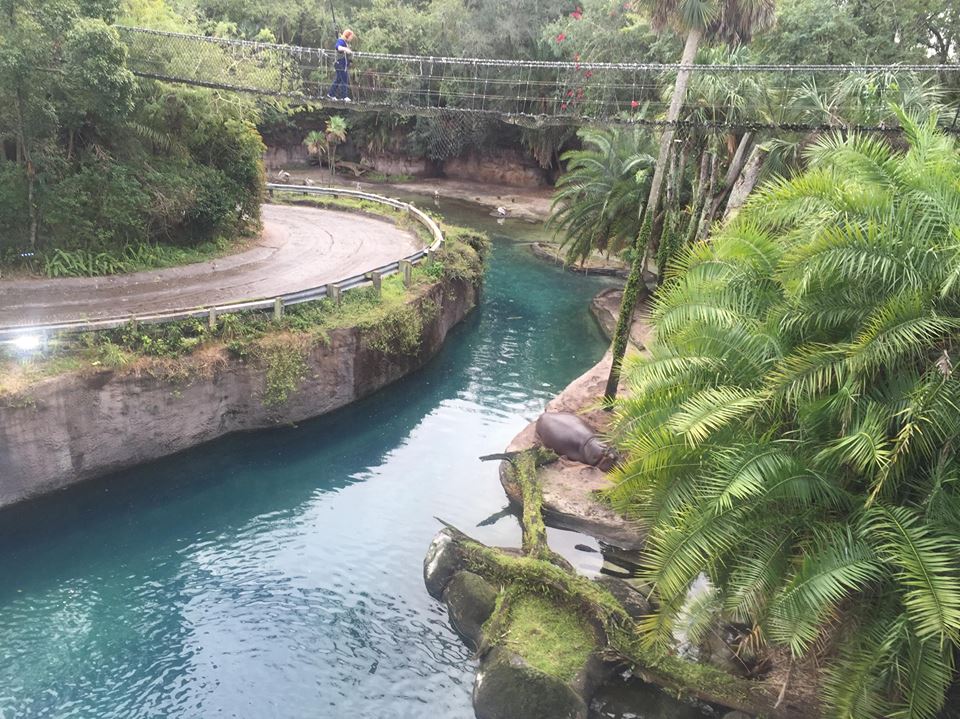 Wild Africa Trek- Nile Hippopotamus
