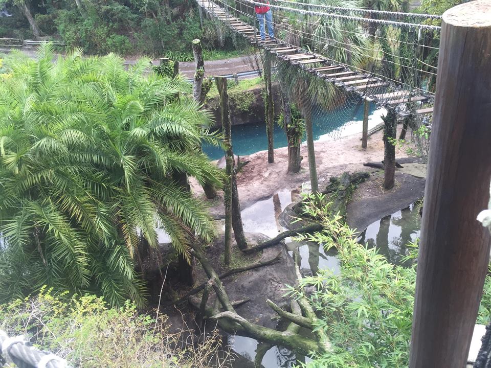 Wild Africa Trek- Nile Hippopotamus