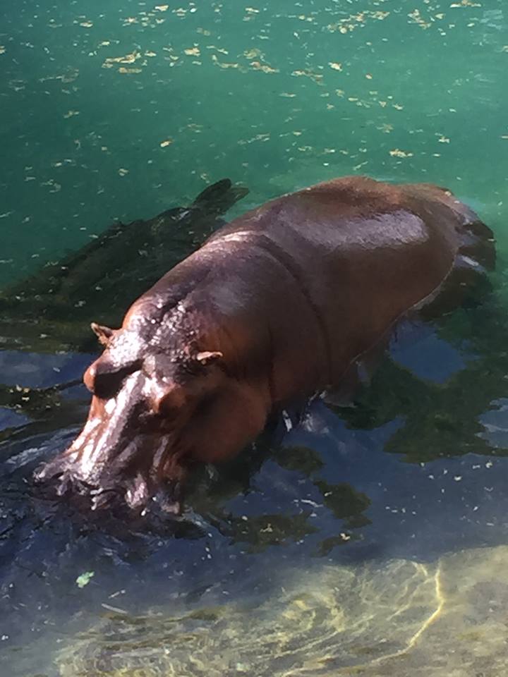 Wild Africa Trek- Nile Hippopotamus