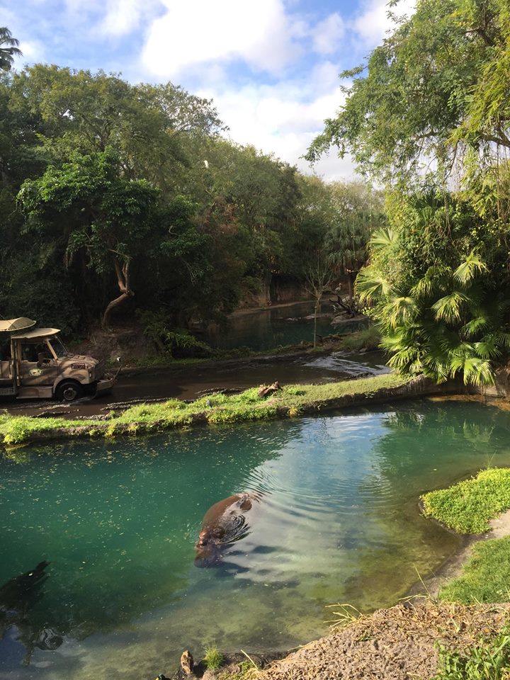 Wild Africa Trek- Nile Hippopotamus