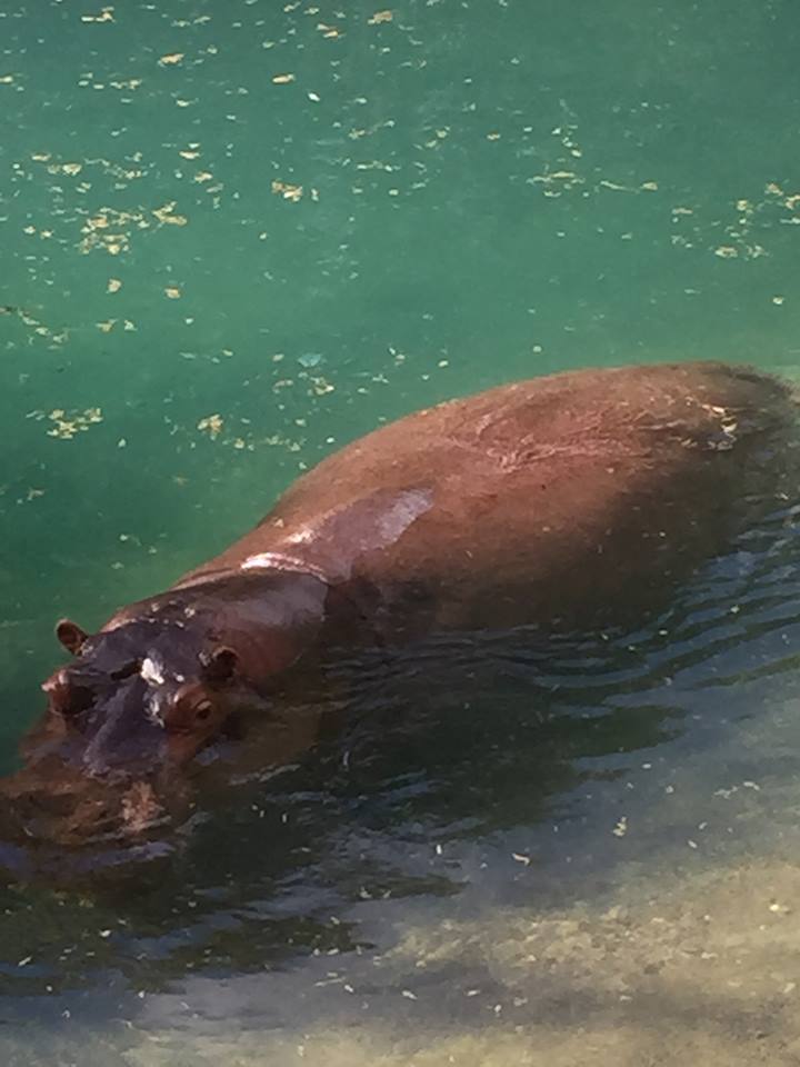 Wild Africa Trek- Nile Hippopotamus