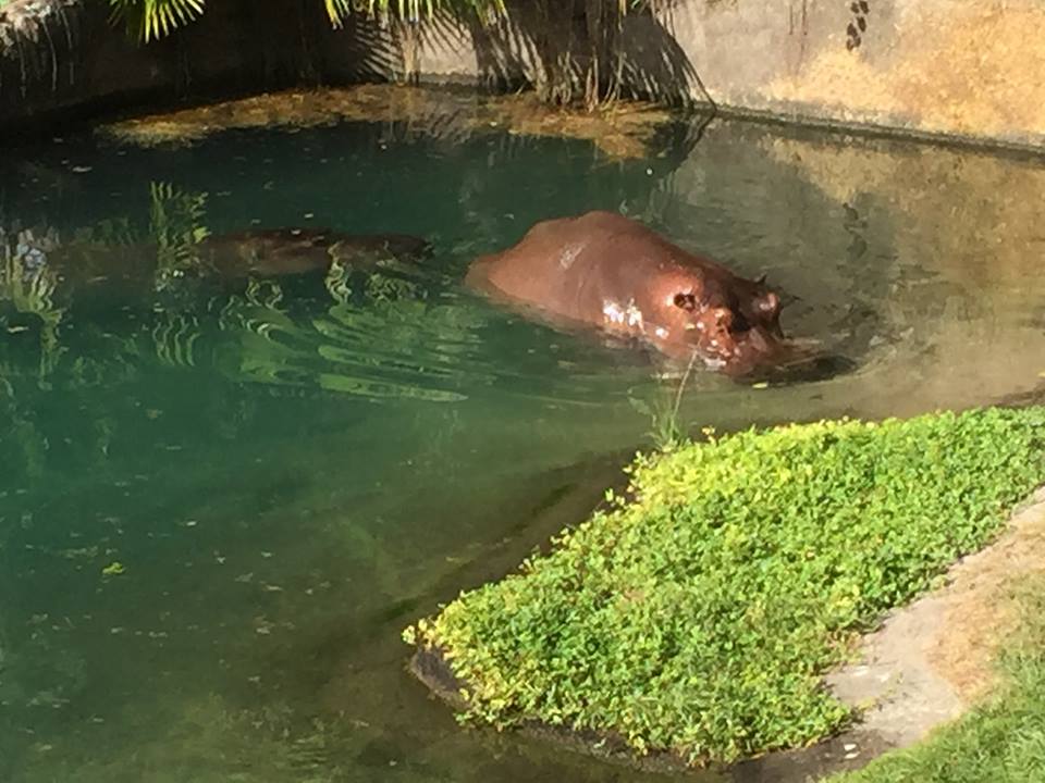 Wild Africa Trek- Nile Hippopotamus