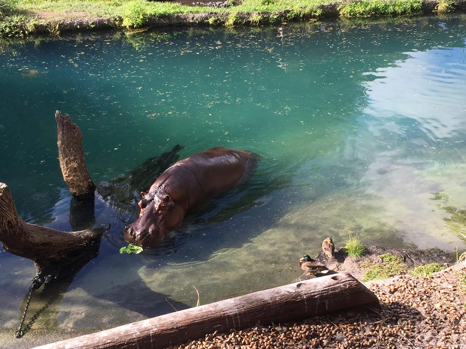 Wild Africa Trek- Nile Hippopotamus