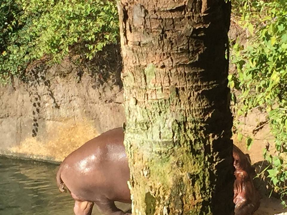 Wild Africa Trek- Nile Hippopotamus