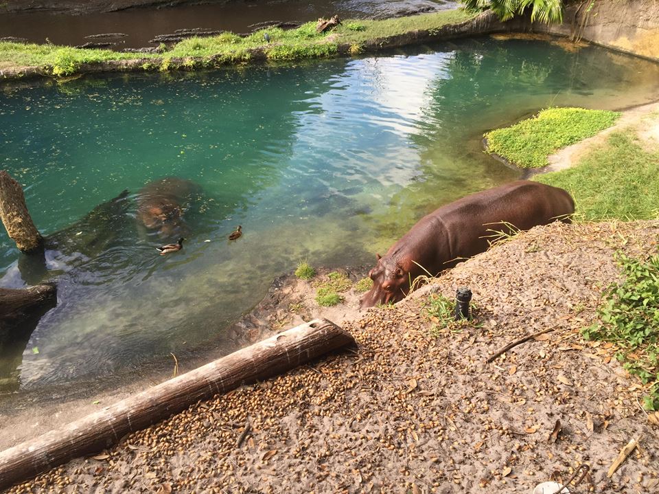 Wild Africa Trek- Nile Hippopotamus