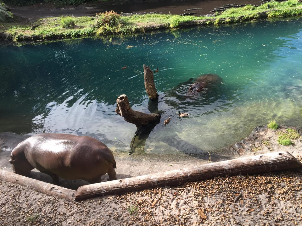 Wild Africa Trek- Nile Hippopotamus