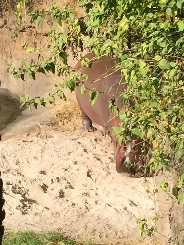 Wild Africa Trek- Nile Hippopotamus