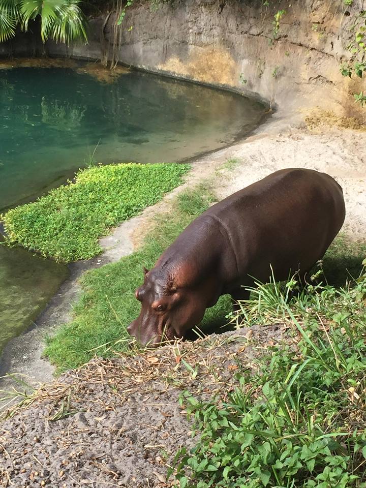 Wild Africa Trek- Nile Hippopotamus