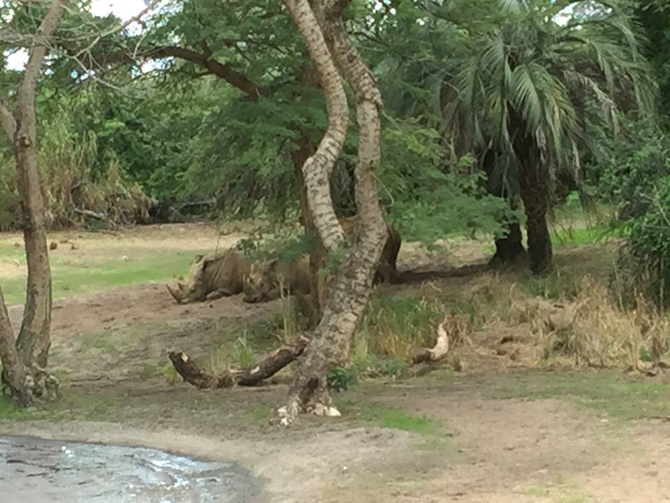 Wild Africa Trek- Savanna East