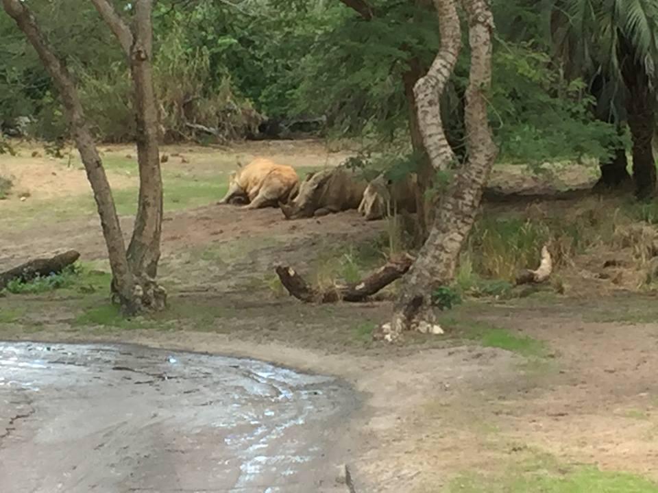Wild Africa Trek- Savanna East
