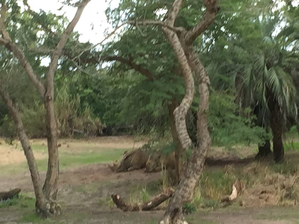 Wild Africa Trek- Savannah East