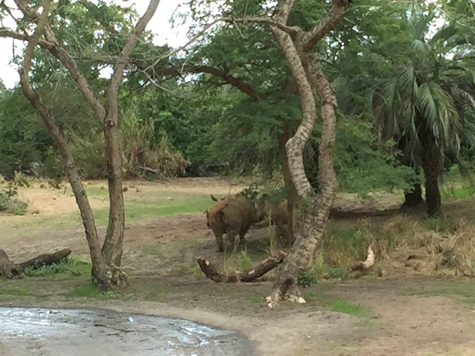 Wild Africa Trek- Savannah East