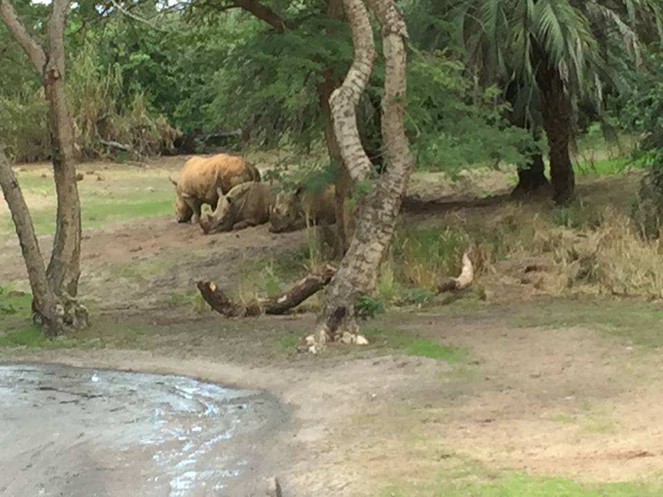 Wild Africa Trek- Savannah East