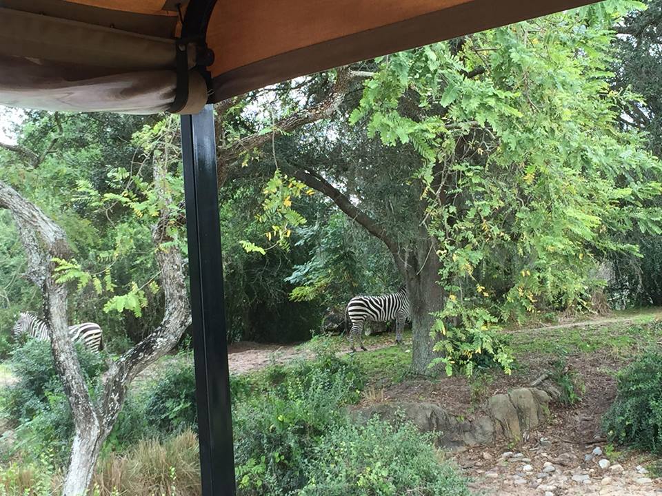 Wild Africa Trek- Savannah East