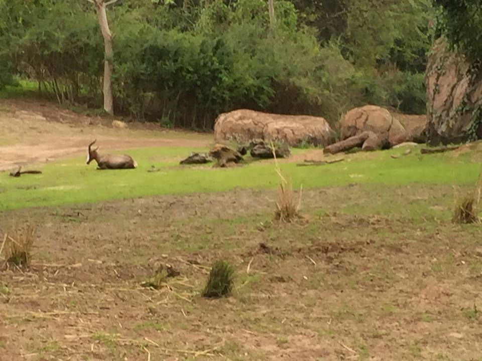 Wild Africa Trek- Savannah East