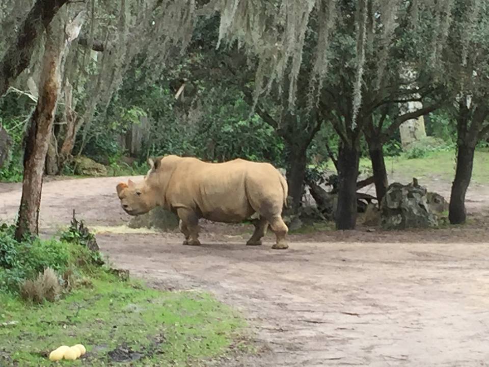 Wild Africa Trek- Savannah East