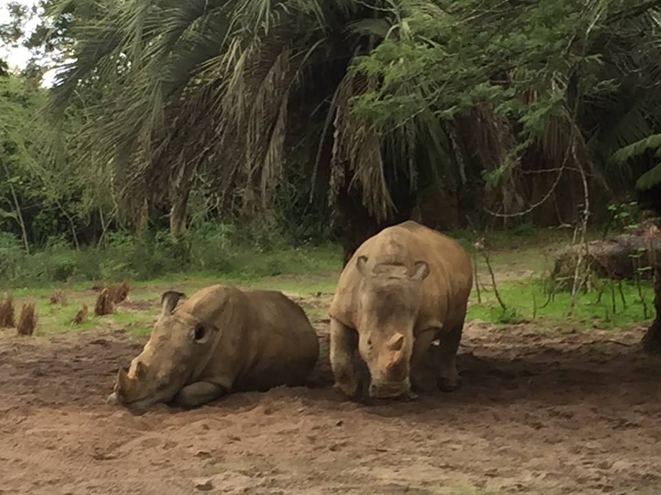 Wild Africa Trek- Savannah East