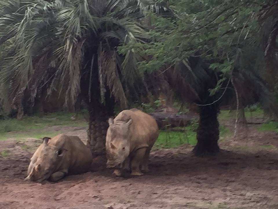 Wild Africa Trek- Savannah East