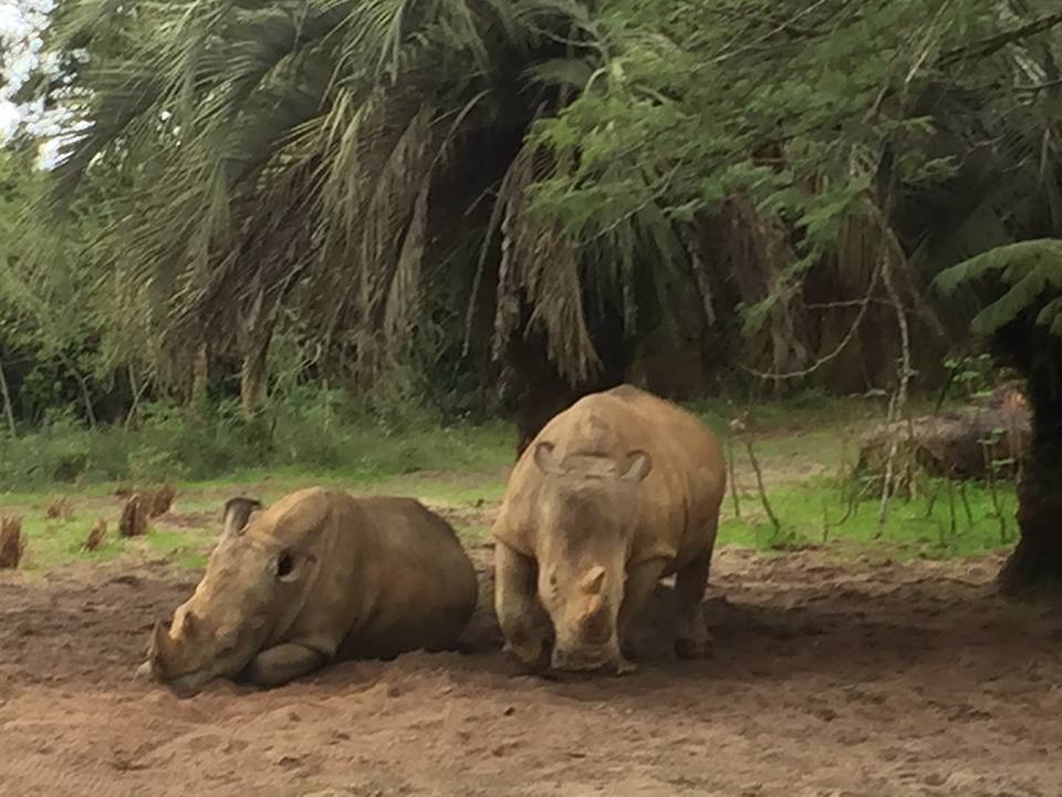 Wild Africa Trek- Savannah East