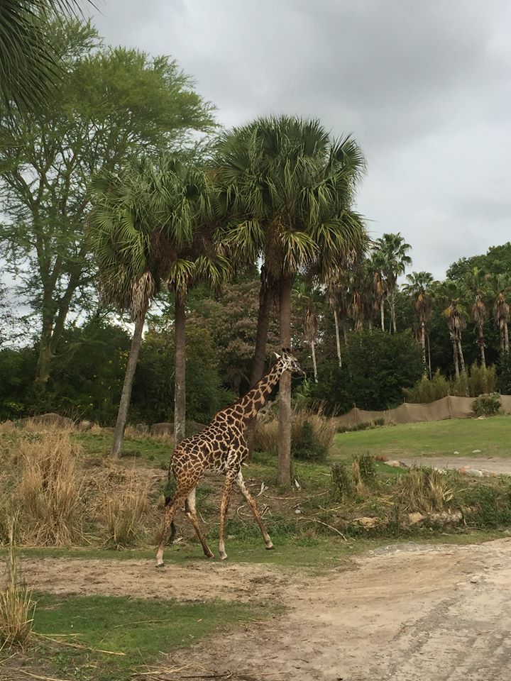 Wild Africa Trek- Savannah West