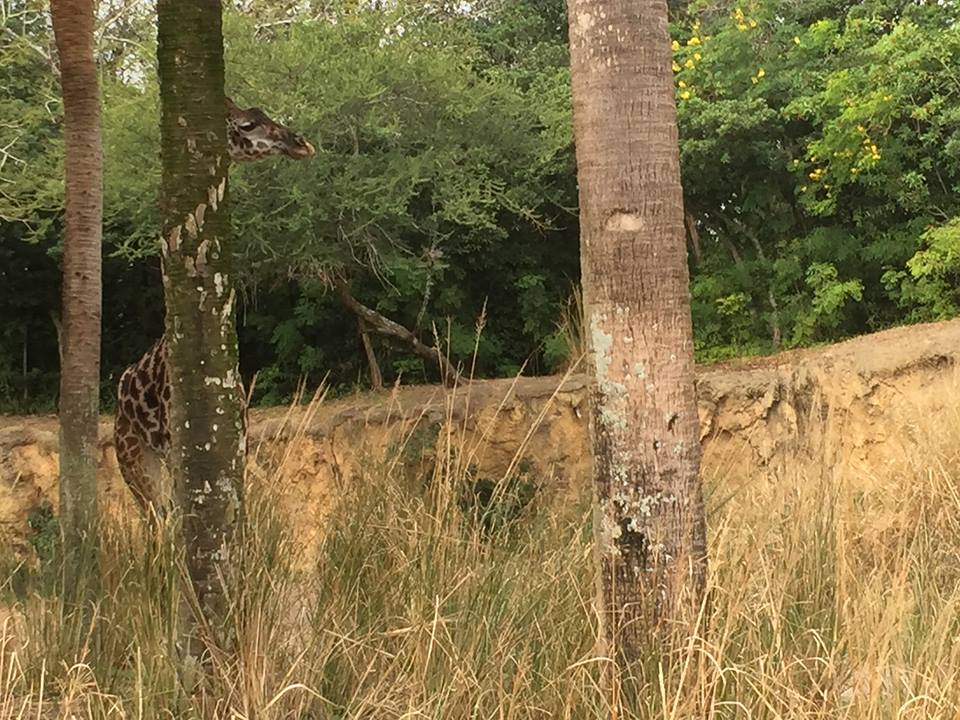 Wild Africa Trek- Savannah West