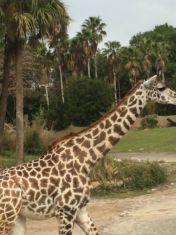 Wild Africa Trek- Savannah West