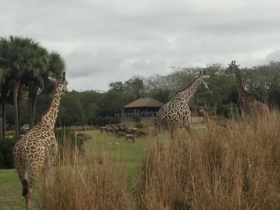Wild Africa Trek- Savannah West