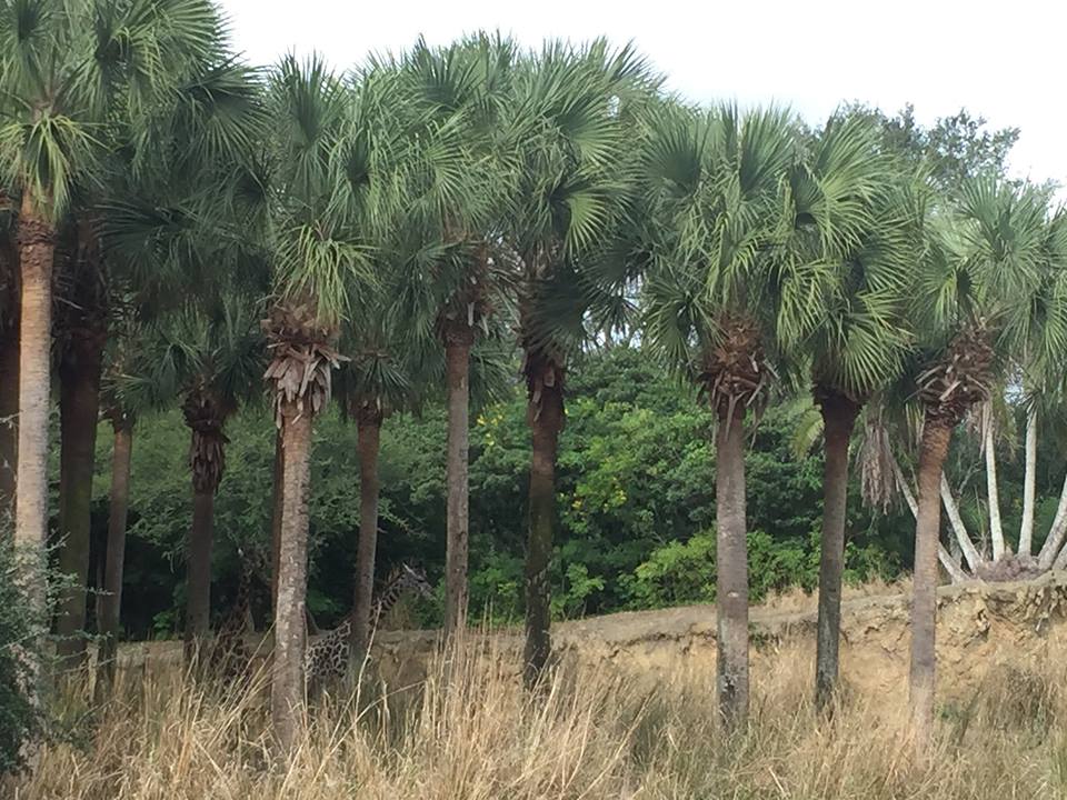 Wild Africa Trek- Savannah West