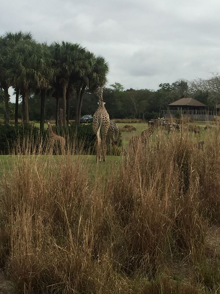 Wild Africa Trek- Savannah West