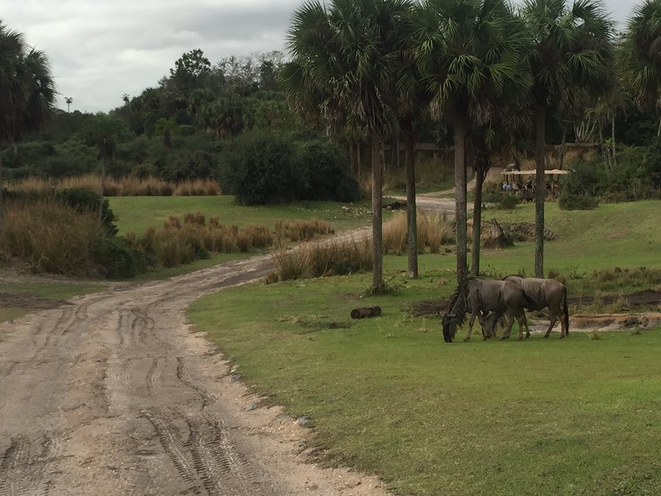 Wild Africa Trek- Savannah West