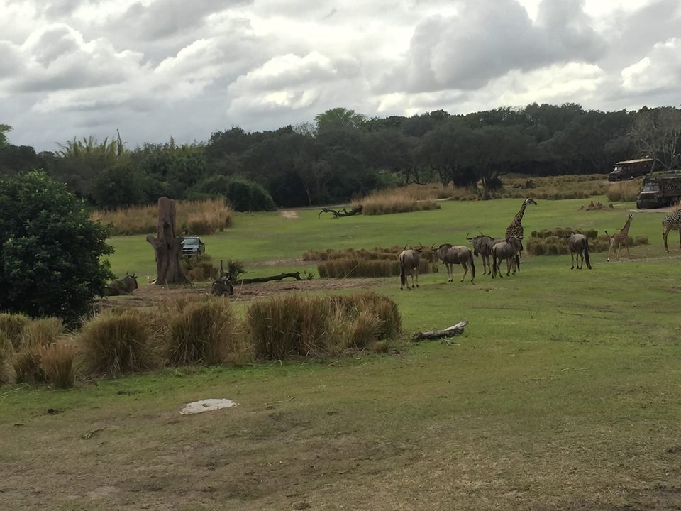Wild Africa Trek- Savannah West