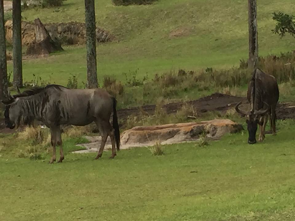 Wild Africa Trek- Savannah West