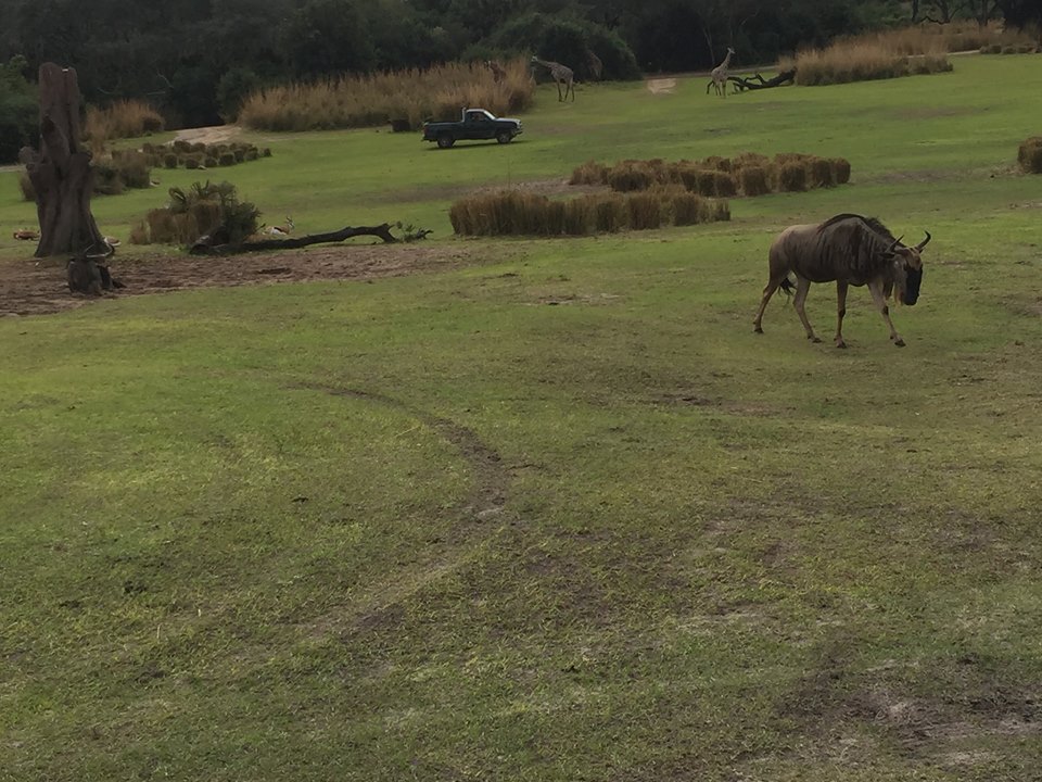 Wild Africa Trek- Savannah West