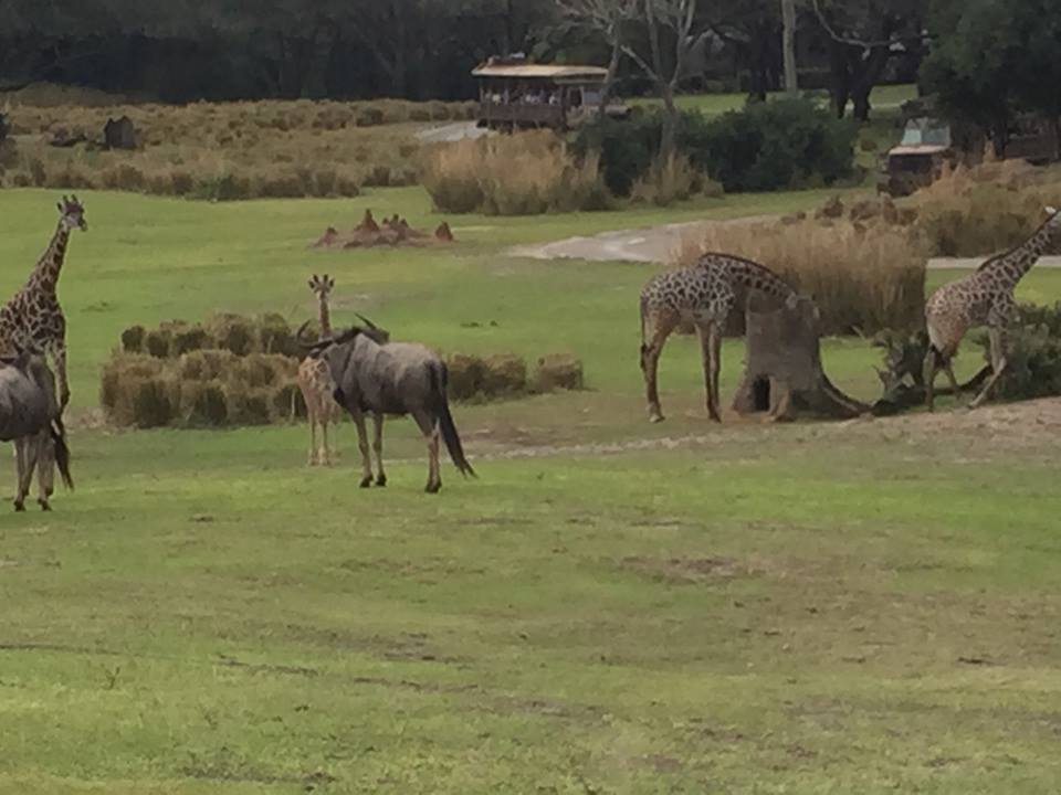 Wild Africa Trek- Savannah West