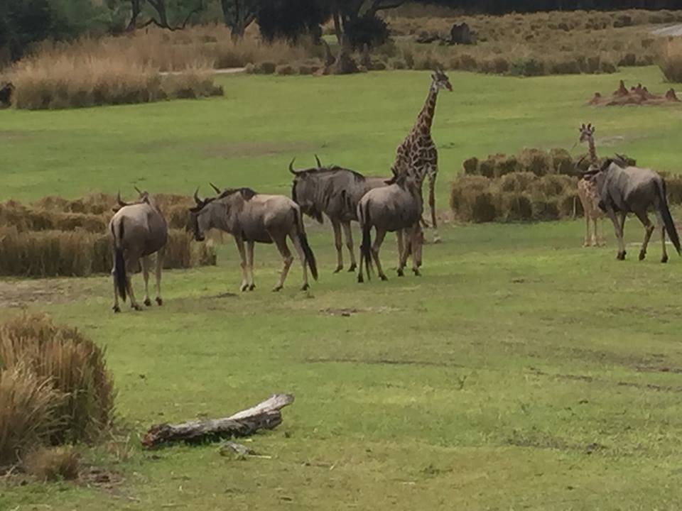 Wild Africa Trek- Savannah West