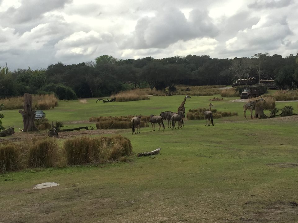 Wild Africa Trek- Savannah West