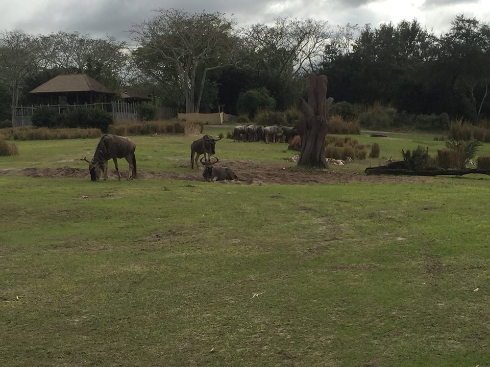 Wild Africa Trek- Savannah West