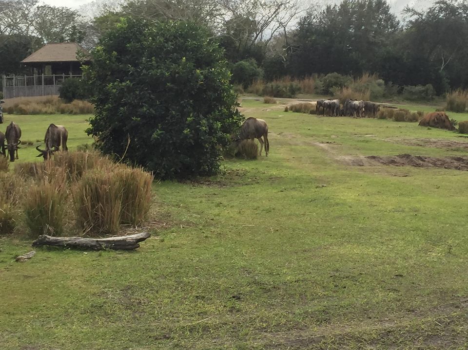 Wild Africa Trek- Savannah West