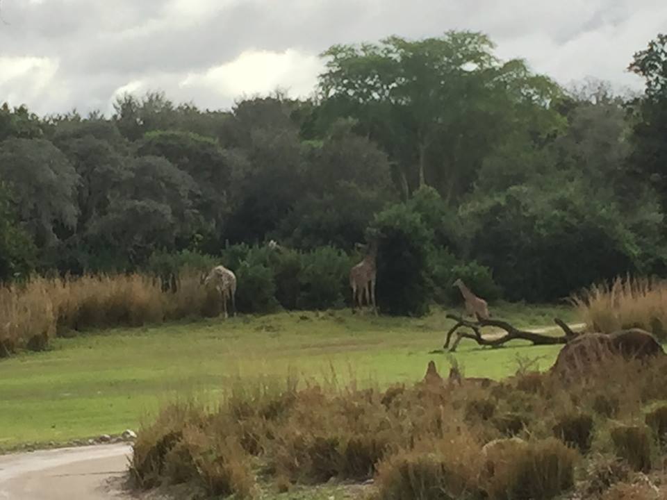 Wild Africa Trek- Savannah West