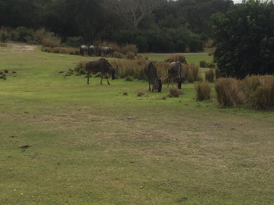 Wild Africa Trek- Savannah West